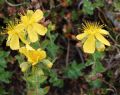 Hypericum richeri